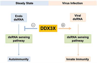 A Dual Role of DDX3X in dsRNA-Derived Innate Immune Signaling